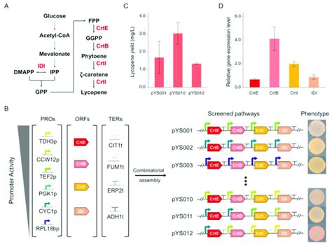 Lycopene biosynthesis pathway optimization by combinatorial assembly ...