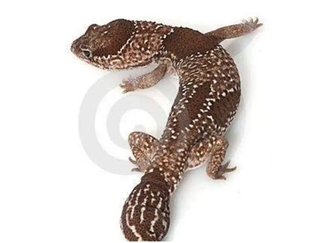 13 Amazing African Fat Tail Gecko Morphs [With Pictures] | Being Reptiles