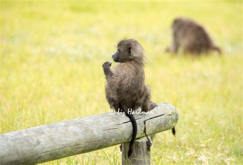 Chacma baboons: foraging – Nature on the Edge