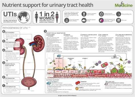 Nutrient Support For Urinary Tract Health | FX Medicine
