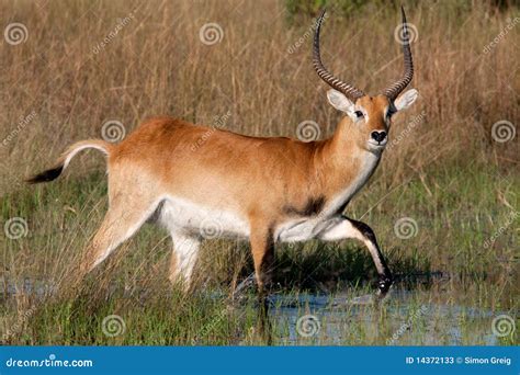 Red Lechwe Antelope stock image. Image of water, okavango - 14372133