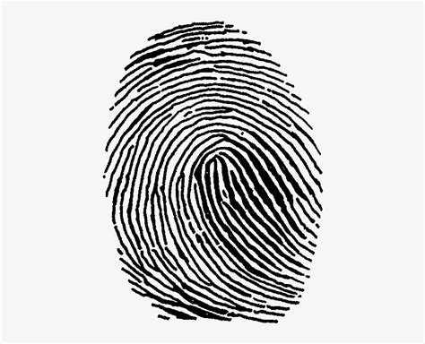 Png Transparent Download Fingerprint Clipart Thumb - Fingerprints Clip Art Transparent PNG ...