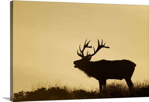 Elk Bugling Silhouette at GetDrawings | Free download