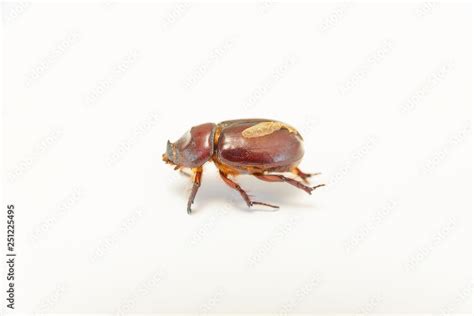 Beetle brown. Female Rhino beetle. Anatomy of an insect. Beetle on white background. Red-brown ...