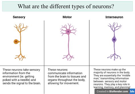 How Do Sensory Neurons Interneurons and Motor Neurons Work Together