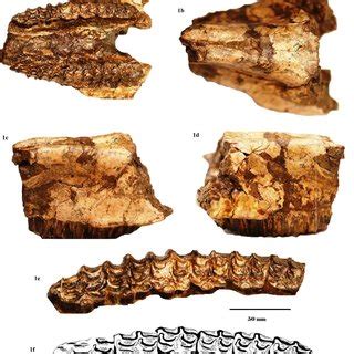 Hipparion theobaldi; 1-PC-GCUF 179/19, Skull (Scale bar is equals to... | Download Scientific ...