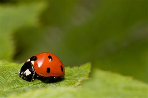 Are Ladybugs Harmful?