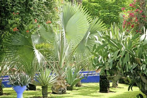 Garden Plants For a Humid Subtropical Region | Garden Guides