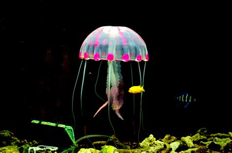 Brilliant Colors and Fun Facts About Jellyfish (Photos)