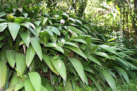 Palm Grass seeds, Setaria palmifolia , Rare Perennial, ornamental Grass ! — Caribbean garden seed