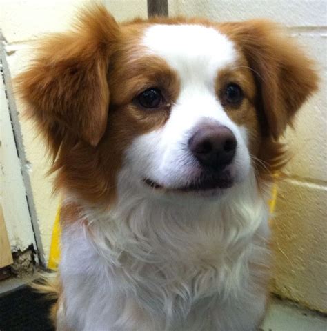 Chihuahua And Cavalier King Charles Spaniel Mix - Pets Lovers