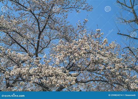 A Beautiful Cherry Blossom , White Sakura Flower, Nijo Castle Stock ...