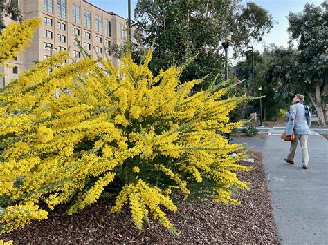 Acacia cultriformis, knife-leaf acacia | Trees of Stanford & Environs