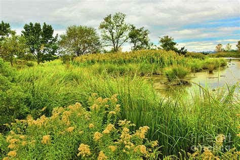 Golden Autumn Marsh Landscape NJ Photograph by Regina Geoghan - Fine ...