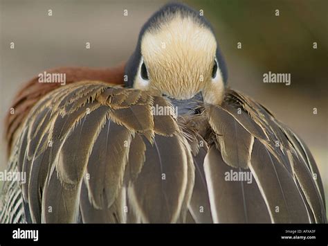 African Whistler Duck Stock Photo - Alamy