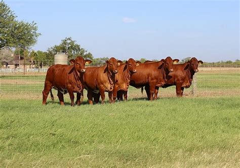 Beefmaster Cattle Breed: Facts, Uses, Origin, Pictures ...