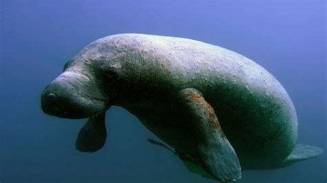 USFWS, FWC, and FPL Expand Manatee Efforts - Indian River Lagoon News