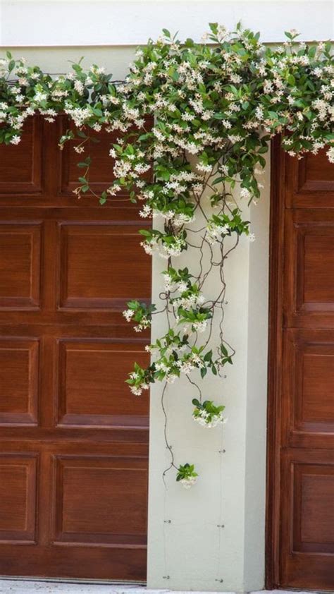 Inspiration Fleur de Jasmin in 2020 | Trellis plants, Star jasmine, Vine trellis