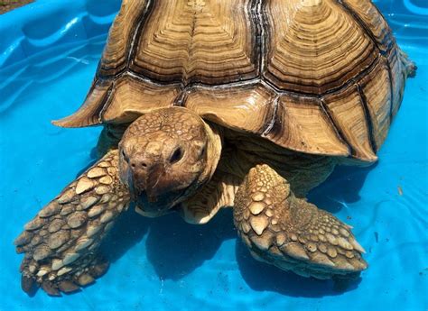 Even tortoises enjoy a swim on a hot summer day. Turtle Town loves ...