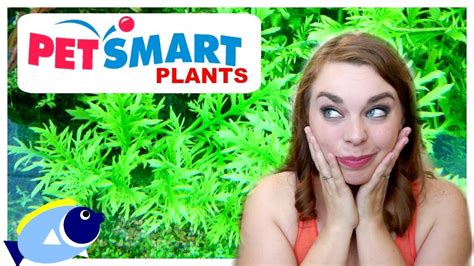 TOP 10 PETSMART AQUARIUM PLANTS! | For Beginners - YouTube