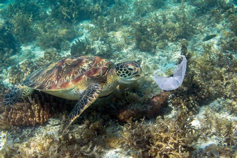 Deadly Attraction: Why Sea Turtles Eat Ocean Plastics