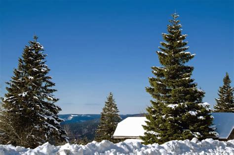 Free picture: snow, winter, tree, evergreen, cold, conifer, frost, day, sky