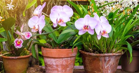 How to Grow and Care for Orchids | Gardener’s Path