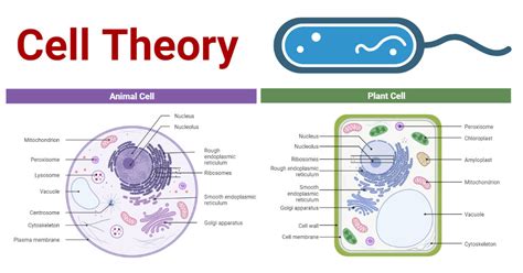 Cell Theory- Definition, History, Modern, Exceptions