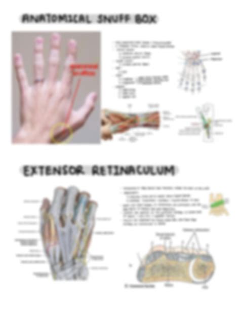 SOLUTION: EXTENSOR MUSCLES OF THE FOREARM ANATOMY STUDY NOTES - Studypool