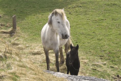 Eriskay Pony: History, Characteristics and Temperament - Horse Wildlife