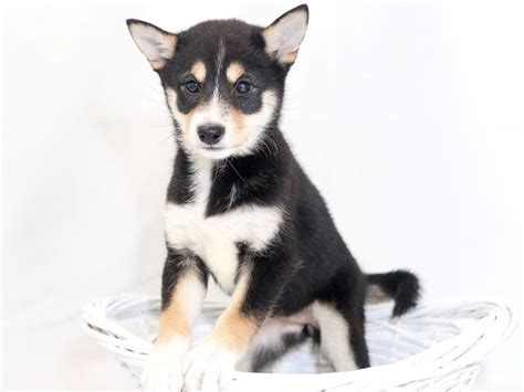 Shiba Inu-DOG-Female-Black / Tan-2423405-My Next Puppy