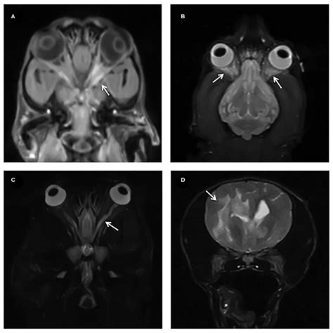 What Does An Mri Scan Show On A Dog