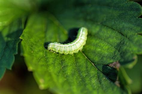 Identifying and Controlling Cabbage Worms