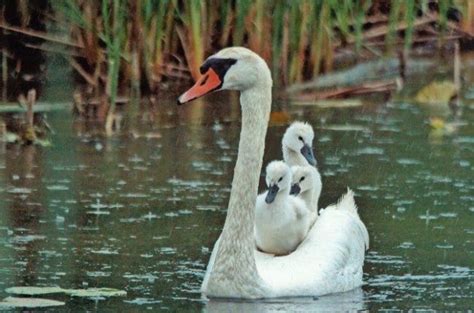 Friday Fun Photo: Swan and Cygnets - Birds and Blooms