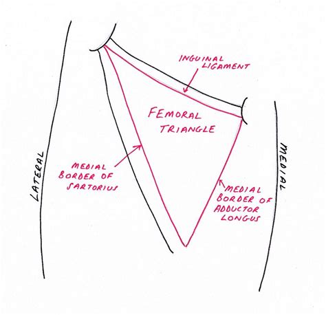 Lower Limb Anatomy: The Femoral Triangle - Ponder Med