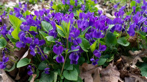 Wild Violet Weeds: How To Wrangle This Difficult Plant In Your Lawn