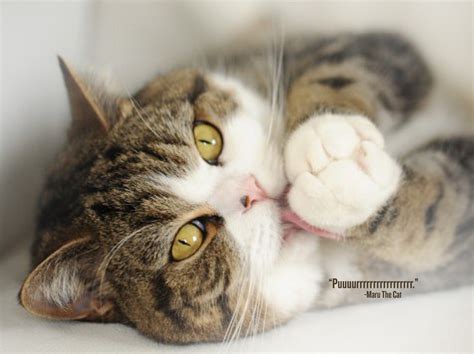 Maru, The World’s Most Famous Cat, Releases Another Purrrfectly Adorable Video