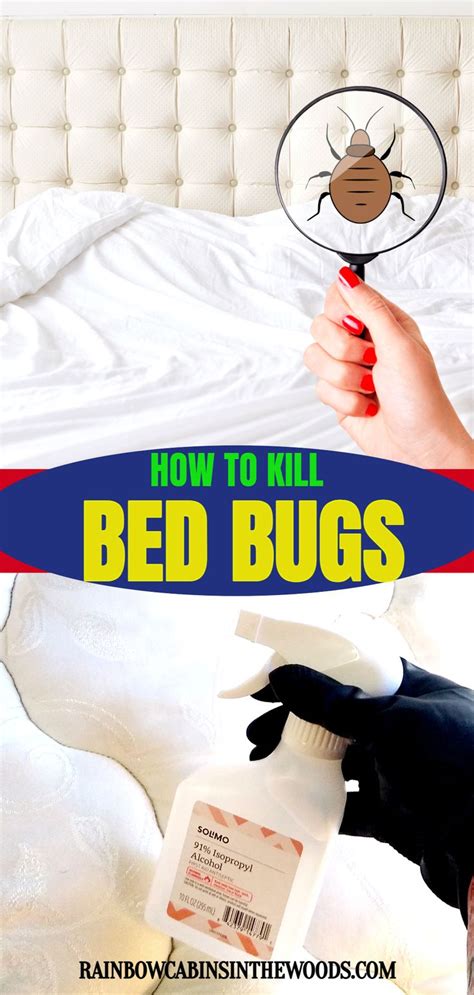 Bed Bug Prevention And Elimination Tips Everyone Must Know in 2021 ...