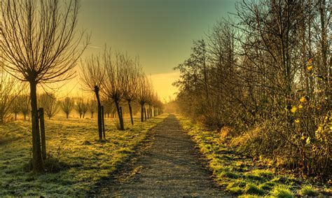 Dirt road along leafless tree HD wallpaper | Wallpaper Flare