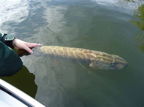 Fishing on the Norfolk Broads | Norfolk Broads Fishing | | Norfolk Broads