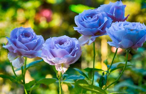Hoa hồng xanh có những ý nghĩa gì? Cách trồng và chăm sóc - KHBVPTR ...