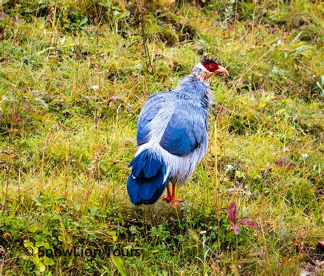 Wild animals in Tibet | Tibet Wildlife Tour | SnowLion Tours