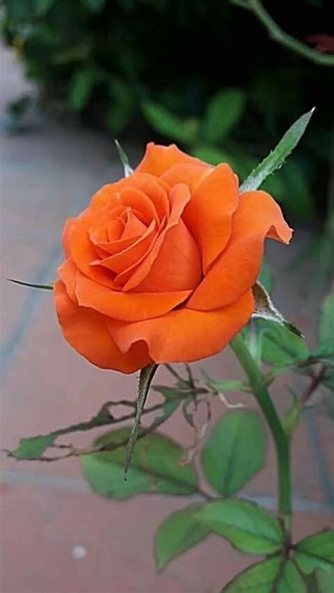 Orange | Most beautiful flowers, Beautiful rose flowers, Beautiful roses