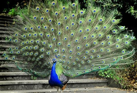 20 Interesting Information and Fun Facts About Peacock for Kids