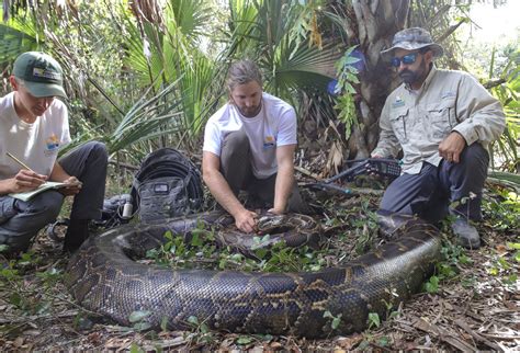 What Happens To Captured Florida Pythons?