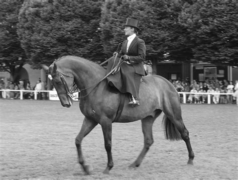 Side Saddle Elegance | Fox hunting, Animals, Horses