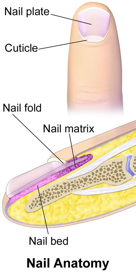 10.6 Nails – Human Biology