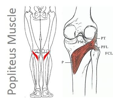 Knee Stuff: The Popliteus Muscle