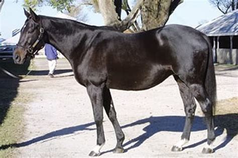 Thoroughbred Horse Pedigree Query | Thoroughbred horse, Horses, Show horses