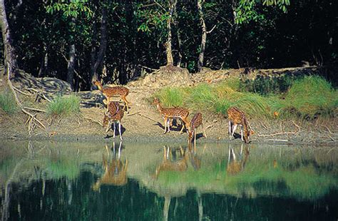 The famous places of the world: Bangladesh famous places is sundarbans.